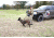 United States Tactical Dog Harness, Coyote, Medium UST-K9H00102M