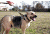 United States Tactical K9 Harness, Coyote, Medium, UST-K9H00102M