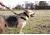 United States Tactical Dog Harness, Coyote, Medium UST-K9H00102M