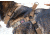 United States Tactical Dog Harness, Coyote, Medium UST-K9H00102M