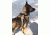 United States Tactical Dog Harness, Coyote, Medium UST-K9H00102M