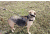 United States Tactical Dog Harness, Coyote, Medium UST-K9H00102M