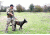 United States Tactical Dog Harness, Olive Drab, Medium UST-K9H00103M