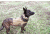 United States Tactical Dog Receiver Collar, Coyote, Medium UST-K9C00202M