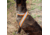 United States Tactical Reflective Elastic Belt, Orange, UST-BLT00906