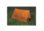 UST Emergency Tent, Orange 20-51148-1