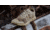 Viktos Core2 MC Shoes - Mens, Multicam, 15, 1006013