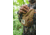 Vortex GlassPak Sport Binocular Harness, Tan, Small, P500-S