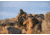 Vortex Switchback Carbon Tripod Kit, Black, 5.75x5.75x32.50, TR-SBC