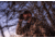 Vortex Veil 400 2.3x25mm Thermal Monocular, 400x300 pixels, 50Hz, Black/Grey, TML-VEIL425