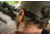 Walkers Raptor Bone Conducting Hearing Enhancers, 33 dB, Grey, GWP-BCON