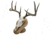 Walnut Hollow Deluxe Euro, Skull Display Kit Oak 29635