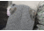 War Bird Foray Plate Carrier, Ranger, Small-Medium, PCFORGSMMD