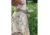 Wazoo Survival Gear Neck Gaiter Foraging Reference