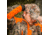 Wildfowler Soft Shell Mens Jacket, Digital Upland, 2XL, S1681DCB-2X