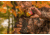 Wildlife Research Center Active-Scrape Scent, 4 FL oz. 240-4