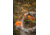 Wildlife Research Center Scent Killer Gold Spray, 24 FL oz. 1255