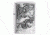 Zippo Eagle vs. Snake Pocket Lighter, 29637