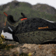 Adidas Terrex IH3537 TERREX FREE HIKER 2, Mens, OLISTR/CBLACK/CARBON, 10.5, IH3537-10.5