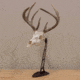 Allen EZ Mount Centerpiece Skull Stand, Brown, 7226