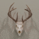 Allen EZ Mount Skull Hanger, Fixed, Black, 7227