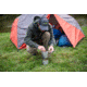 ALPS Mountaineering Chaos 3 Tent - 3 Person, 3 Season