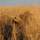 Avery Outdoors KillerWeed,Cattail Slough 47407