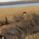 Avery Outdoors M-2 Blind,KW-1 1399