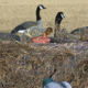 Avery Outdoors M-2 Blind,KW-1 1399