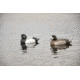 Avery Outdoors PG Blue-Bills-Lesser Scaup, 1/2 dozen, 77138