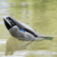 Avian X Tip Up Mallard Feeder