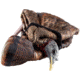 Avian X Turkey Decoy, Feeder, AVX-AVX8007