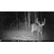 Browning Trail Cameras 24 MP Strike Force Pro Xd Dual Lens Full HD Trail Camera, CAMO, BTC-5PXD