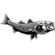 Calcutta Fish Decals