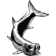 Calcutta Fish Decals