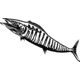 Calcutta Fish Decals