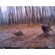 Cuddeback C2 Long Range Video Camera 20 MP Brown
