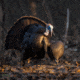 Dave Smith Decoys Feeding Hen Decoy