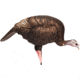 Dave Smith Decoys Feeding Hen Decoy