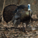 Dave Smith Decoys Mating Hen Decoy