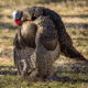 Dave Smith Decoys Mating Hen Decoy