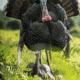 Dave Smith Decoys Mating Hen Decoy