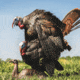 Dave Smith Decoys Mating Motion Pair Decoy