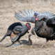 Dave Smith Decoys Mating Motion Pair Decoy