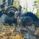 Dave Smith Decoys Mating Motion Pair Decoy