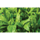 Evolved Habitats Prograze - 4Lb, Black, EVL-EVO70400