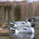 Flambeau Classic Pintail Decoy, Color 1 : Grey/:Black, 8022SUV
