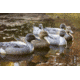 Flambeau Classic Pintail Decoy