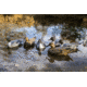 Flambeau Classic Pintail Decoy