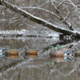 Flambeau Classic Wigeon Decoy, Color 1 : Brown, 8024SUV